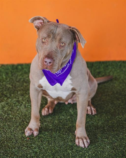 adoptable Dog in Miami, FL named KIKI