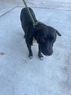 adoptable Dog in , FL named TASHA