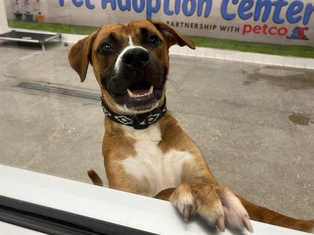 adoptable Dog in Miami, FL named BEN