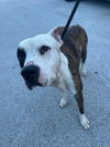 adoptable Dog in Miami, FL named RIO