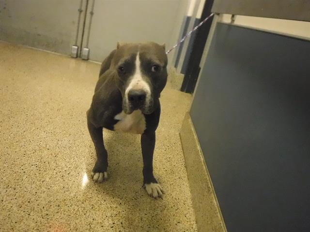 adoptable Dog in Miami, FL named EUGENE