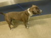 adoptable Dog in , FL named DIESEL