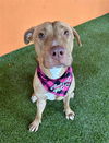 adoptable Dog in , FL named GRACE