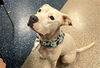 adoptable Dog in , FL named DENALI