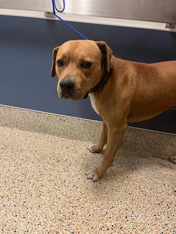 adoptable Dog in Miami, FL named DANTE