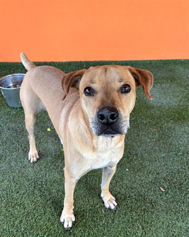 adoptable Dog in Miami, FL named SAMSON