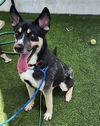 adoptable Dog in Miami, FL named MAX