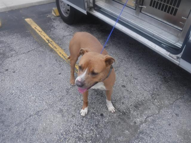 adoptable Dog in Miami, FL named FINNY