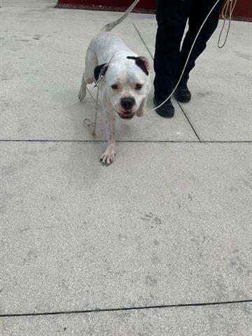 adoptable Dog in Miami, FL named ROB