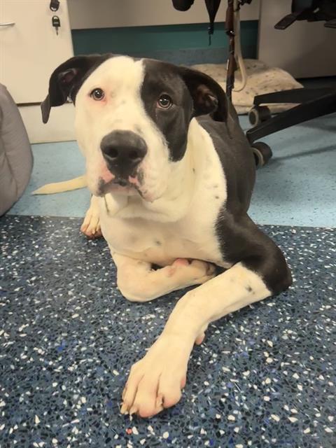 adoptable Dog in Miami, FL named ODDISH