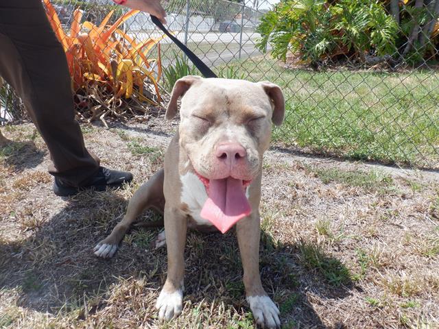 adoptable Dog in Miami, FL named AVERY