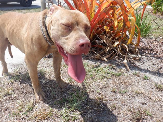 adoptable Dog in Miami, FL named HERMES