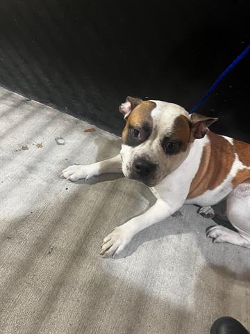 adoptable Dog in Miami, FL named IVY