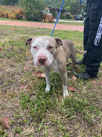 adoptable Dog in Miami, FL named ASTRO