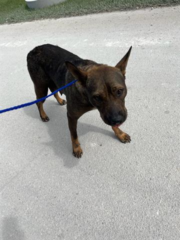 adoptable Dog in Miami, FL named MISSY