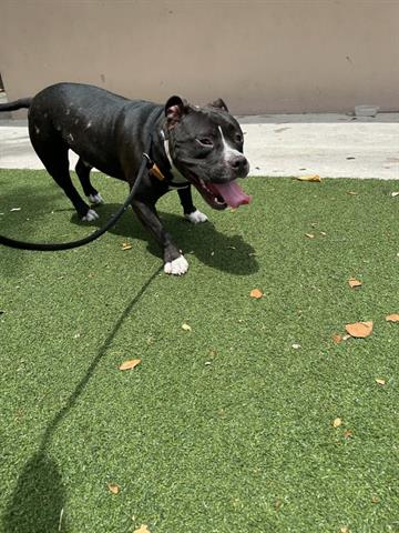 adoptable Dog in Miami, FL named RHINO