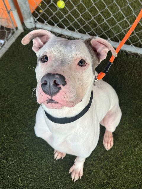 adoptable Dog in Miami, FL named CHORIZO