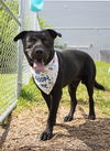 adoptable Dog in Miami, FL named NICK