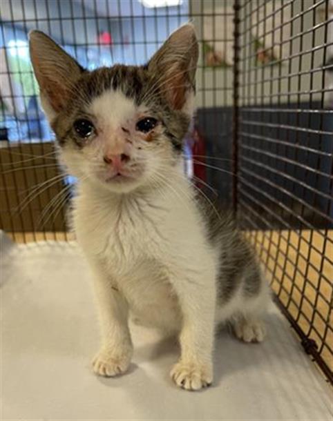 adoptable Cat in Miami, FL named LUCKY