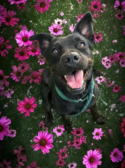 adoptable Dog in Miami, FL named NALA