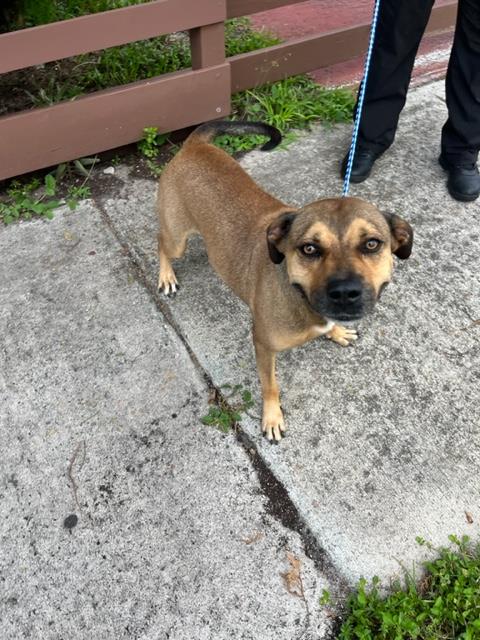 adoptable Dog in Miami, FL named DUNCAN