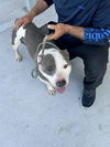 adoptable Dog in Miami, FL named TREVOR