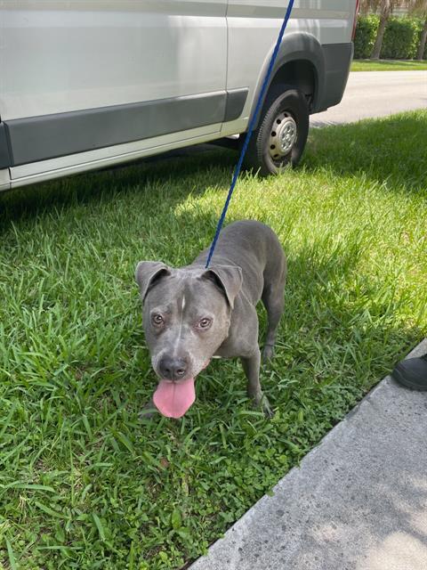 adoptable Dog in Miami, FL named SKY