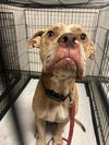 adoptable Dog in Miami, FL named BARLEY