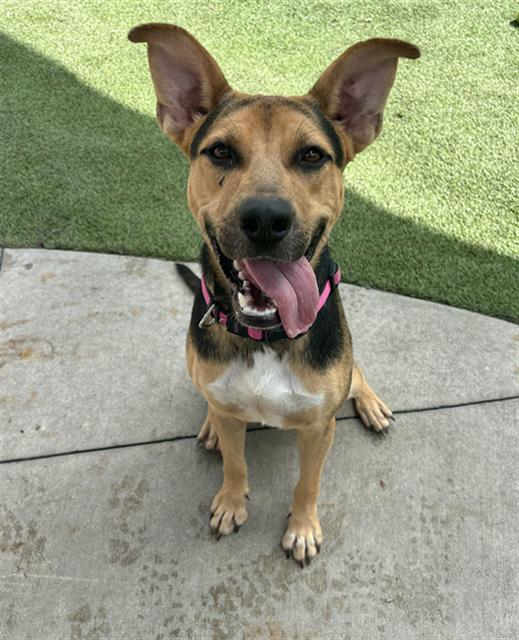 adoptable Dog in Miami, FL named MINA