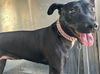 adoptable Dog in Miami, FL named EMME