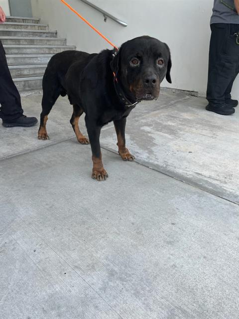 adoptable Dog in Miami, FL named RIBEYE