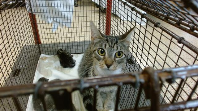 adoptable Cat in Miami, FL named PETUNIA