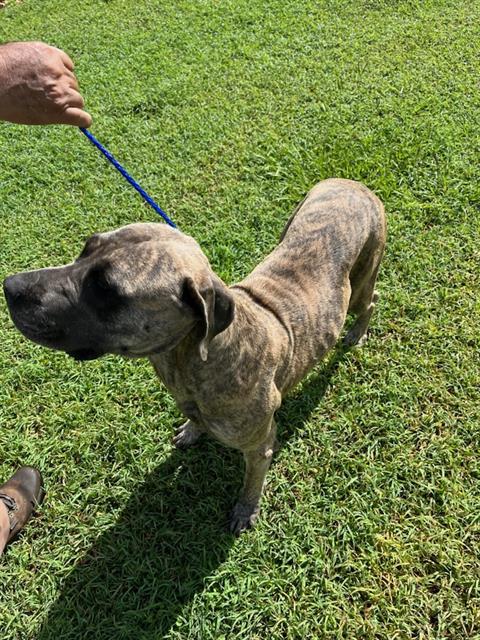 adoptable Dog in Miami, FL named DARLING