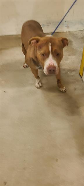 adoptable Dog in Miami, FL named VANCE