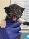 adoptable Cat in Miami, FL named CADEN