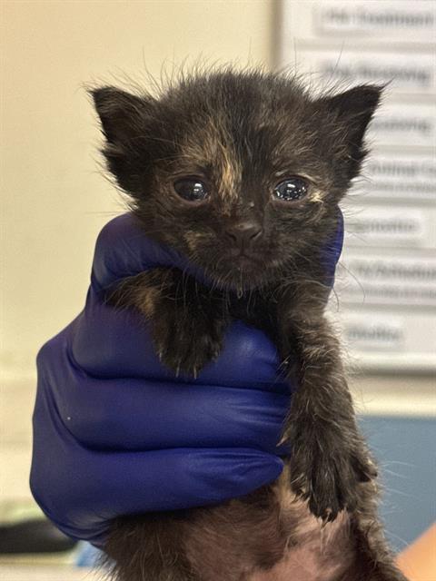 adoptable Cat in Miami, FL named CHLOE