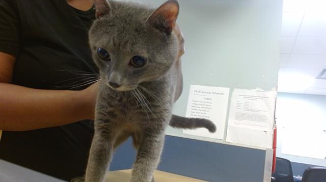 adoptable Cat in Miami, FL named SMOKEY