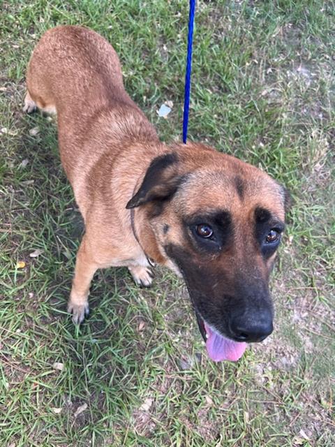 adoptable Dog in Miami, FL named STAR