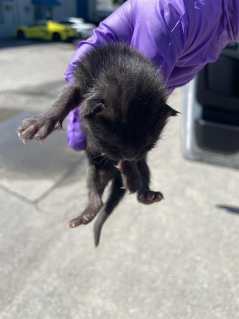 adoptable Cat in Miami, FL named TESLA