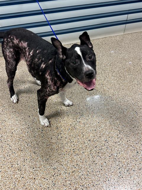 adoptable Dog in Miami, FL named KARLY