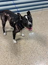 adoptable Dog in  named KARLY