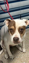 adoptable Dog in  named MARISOL