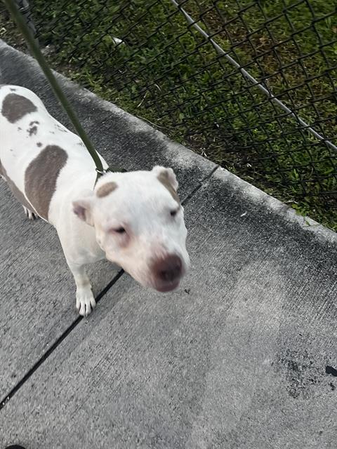 adoptable Dog in Miami, FL named ZARA