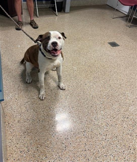 adoptable Dog in Miami, FL named JAXTON