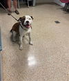 adoptable Dog in Miami, FL named JAXTON