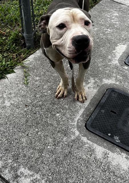 adoptable Dog in Miami, FL named ARWEN