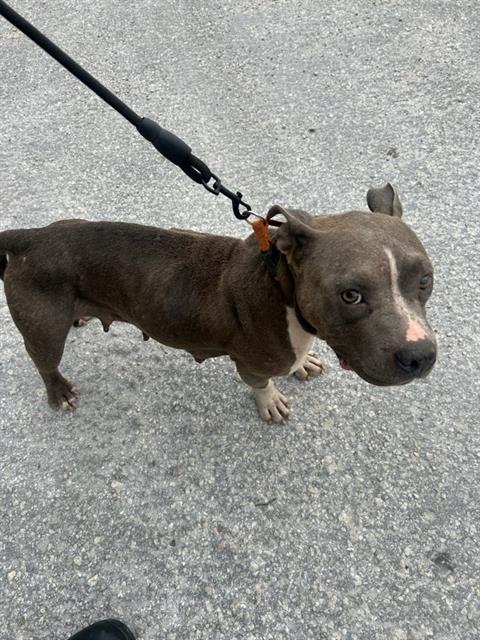 adoptable Dog in Miami, FL named JESSY