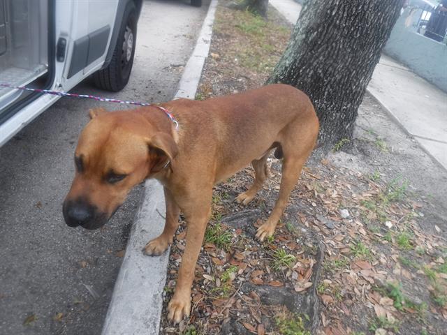 adoptable Dog in Miami, FL named CHICO