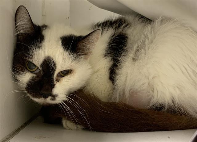 adoptable Cat in Miami, FL named RED