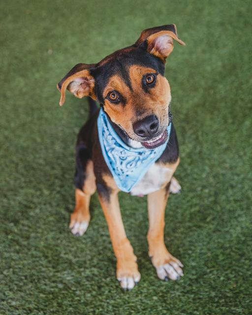 adoptable Dog in Miami, FL named DOUG